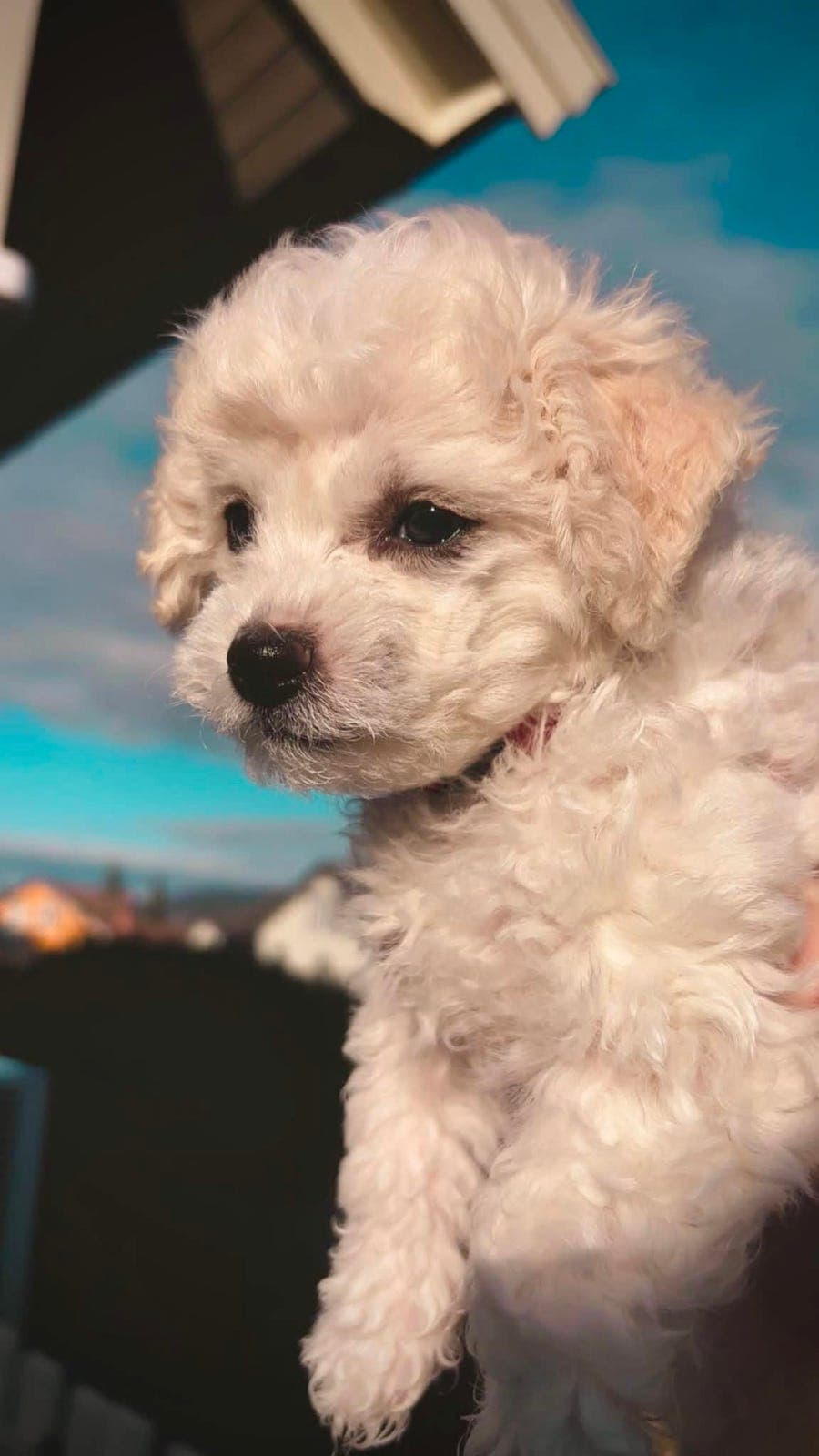 Leveringsklar Bichon frise-valp