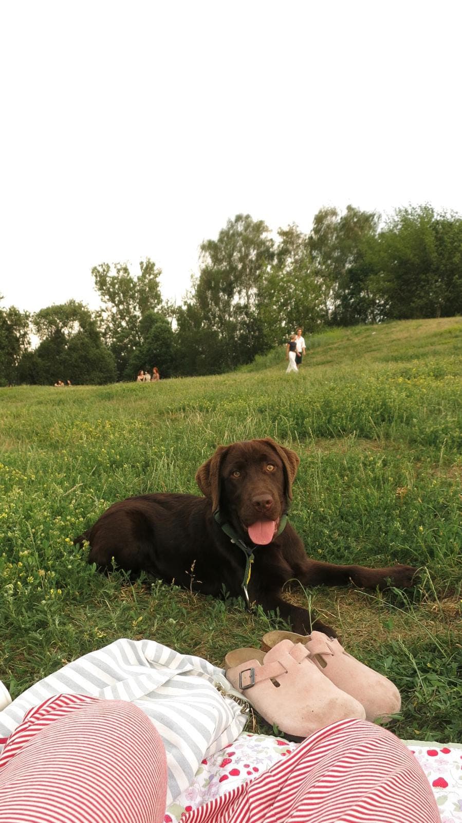 Labrador Retriever Hann - 5mnd