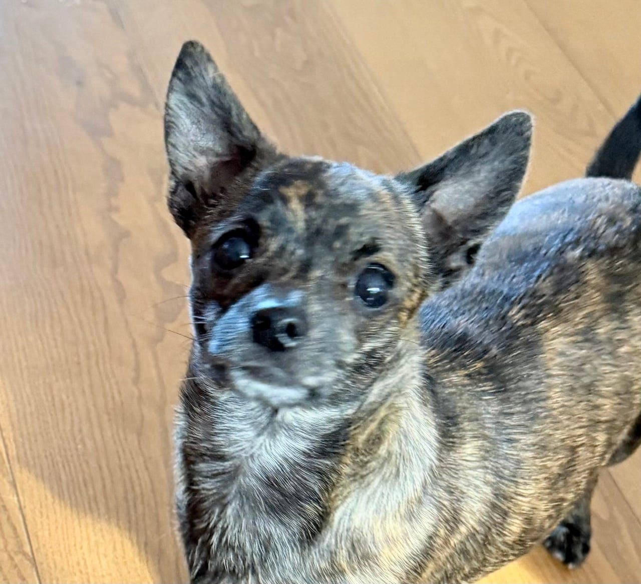 Renrasede chihuahua , foreldra registrert i NKK