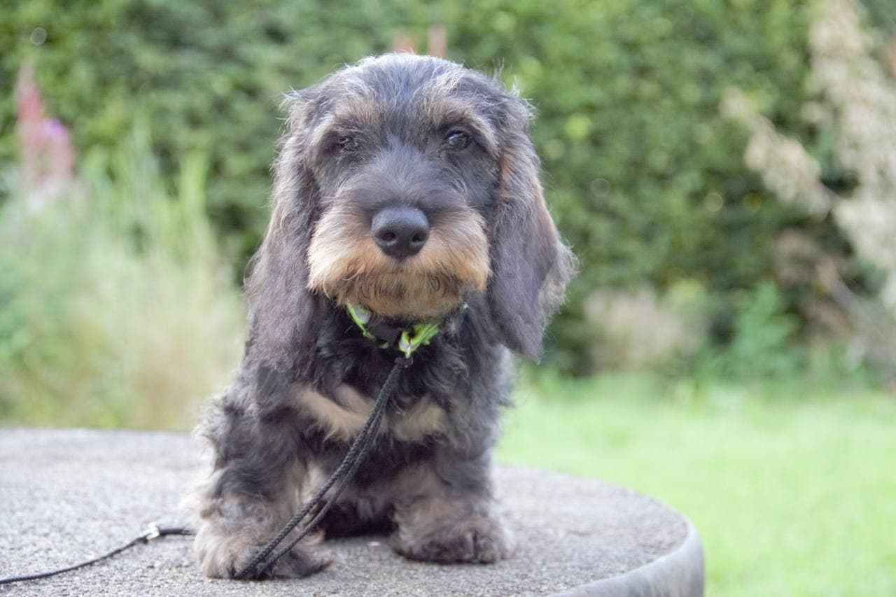 Strihåret Dachshund Standard