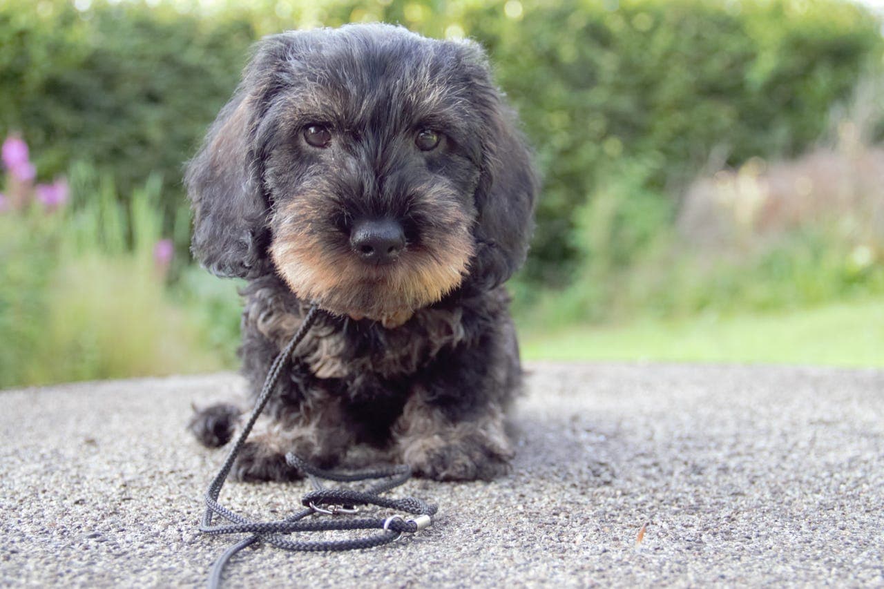 Strihåret Dachshund Standard