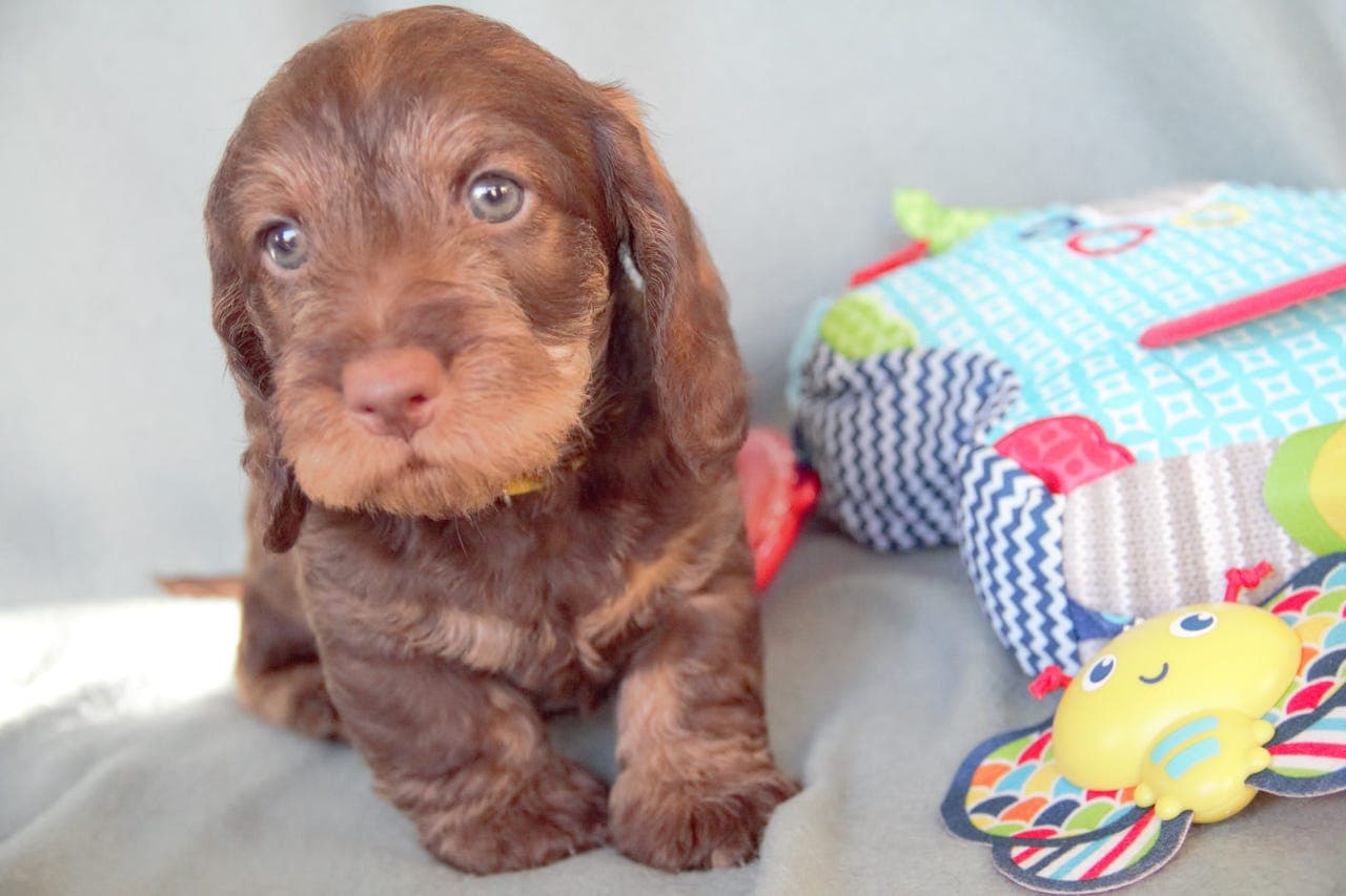 Strihåret Dachshund Standard