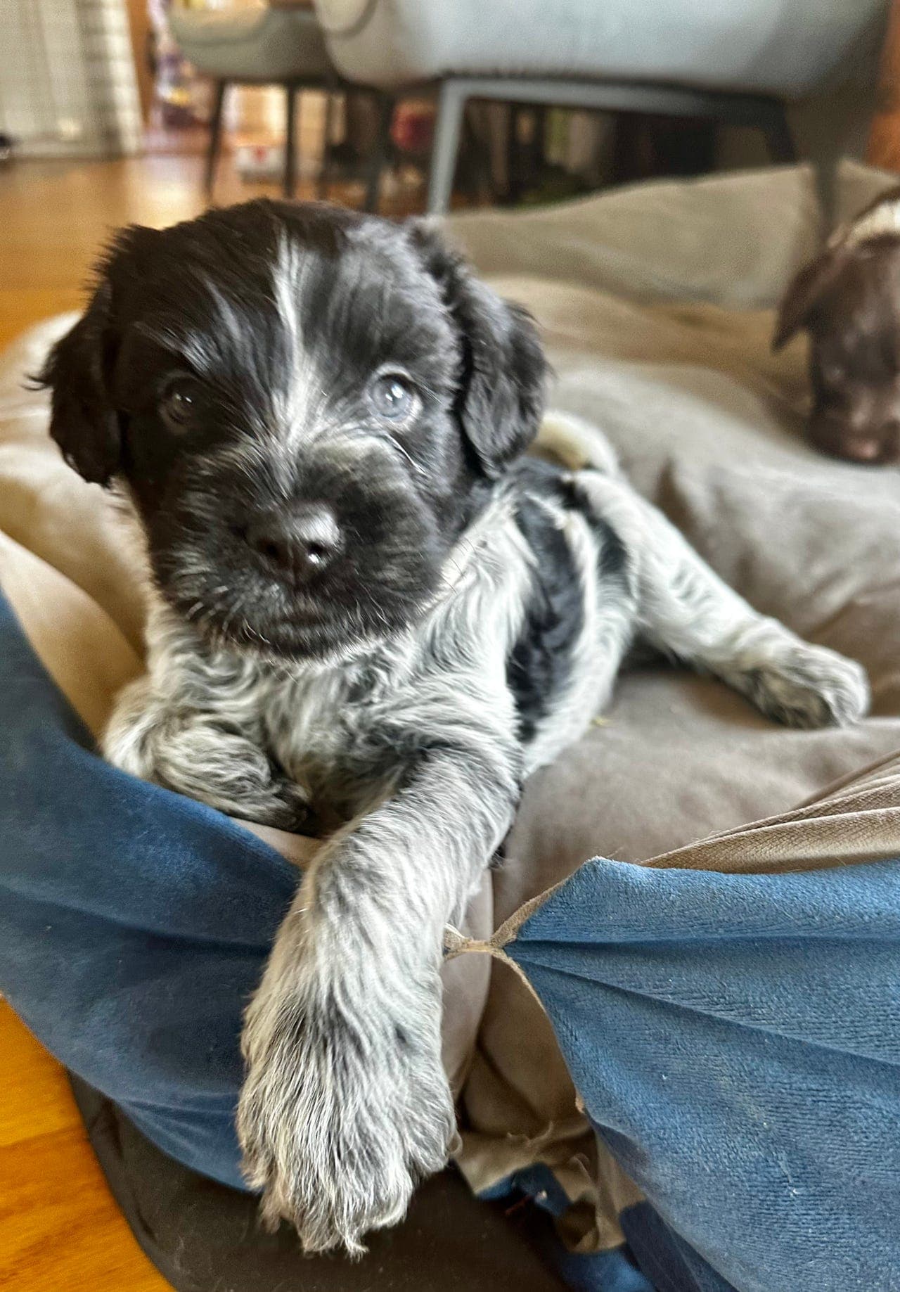 Schapendoes valper selges