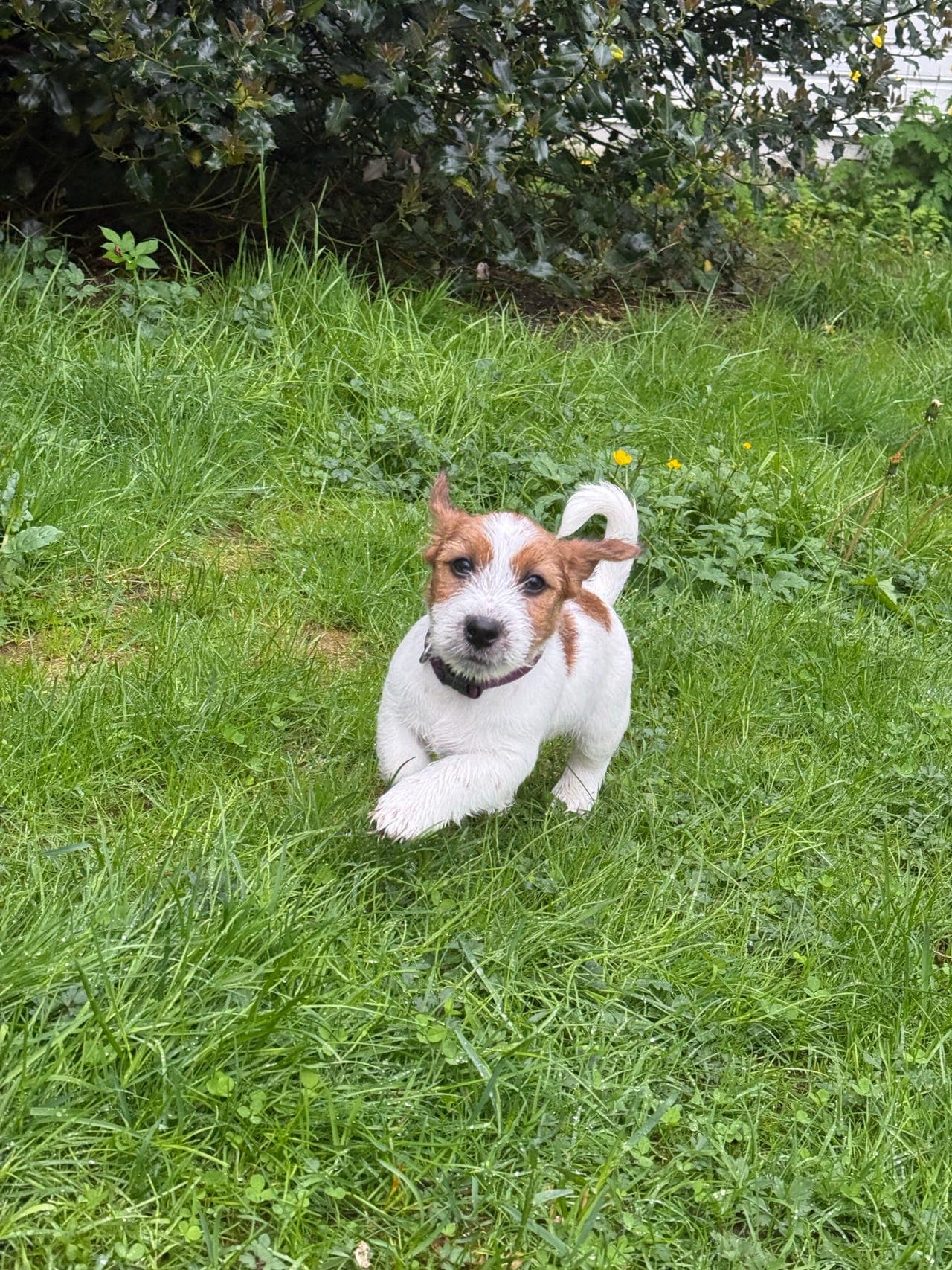 Jack Russell Terrier valp