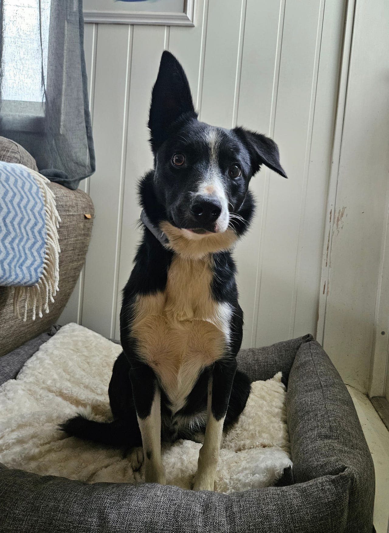 Border collie til annen sport enn gjeting