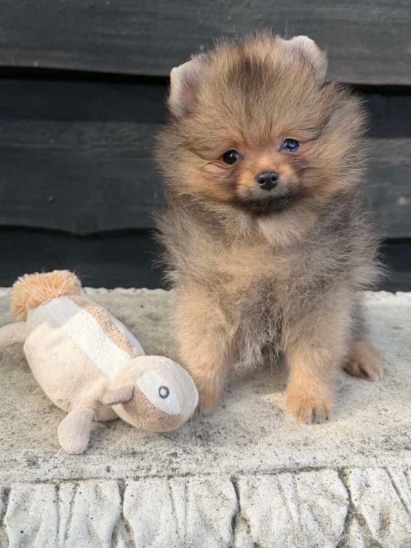 NKK registrert pomeranian hannvalp
