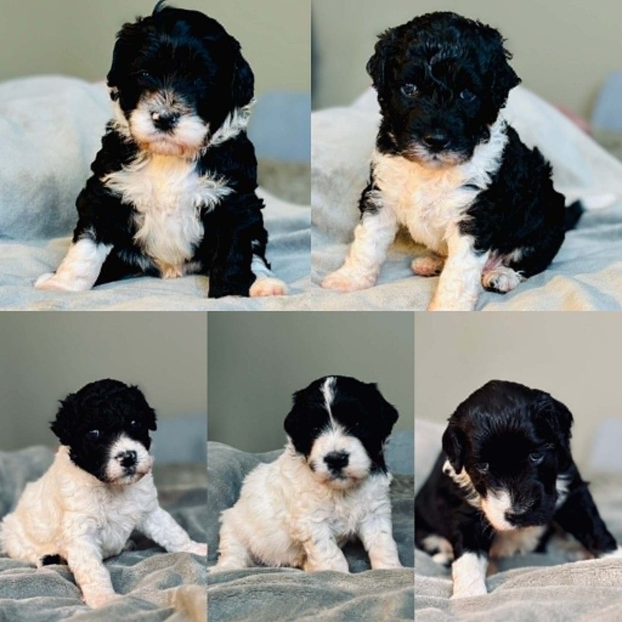 Portugisisik vannhund valper til salgs. 1 hanne er ledig. Leveringsklare 9/9.