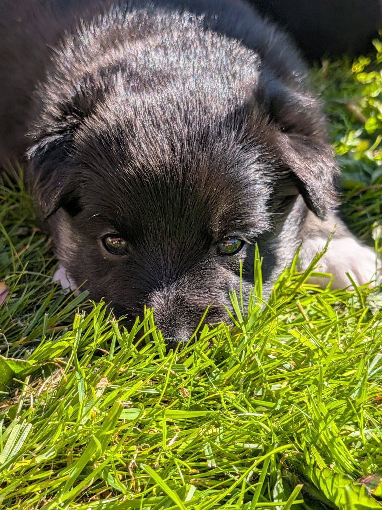 Seks herlige islandske fårehunde søker sine foralltid-hjem