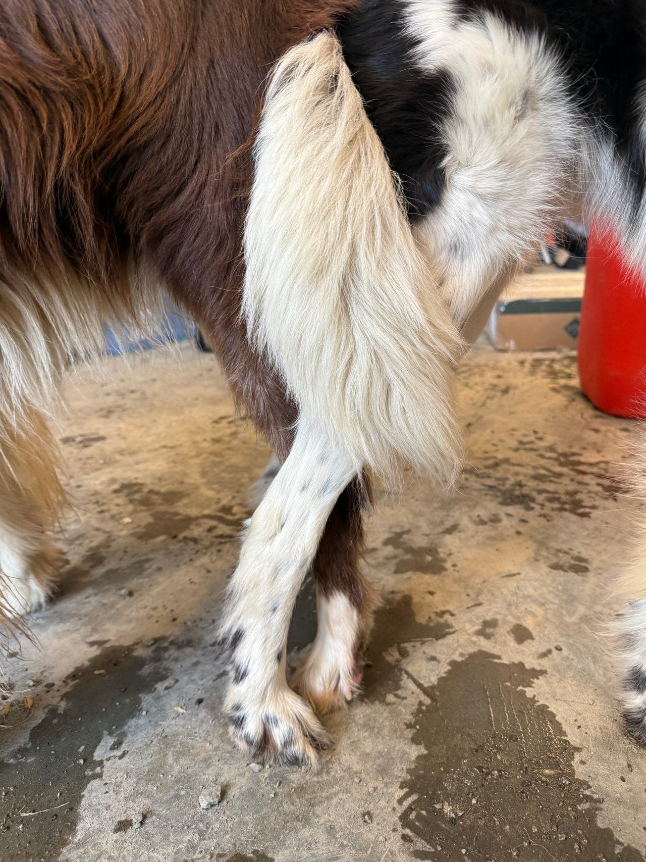 Border Collie valper