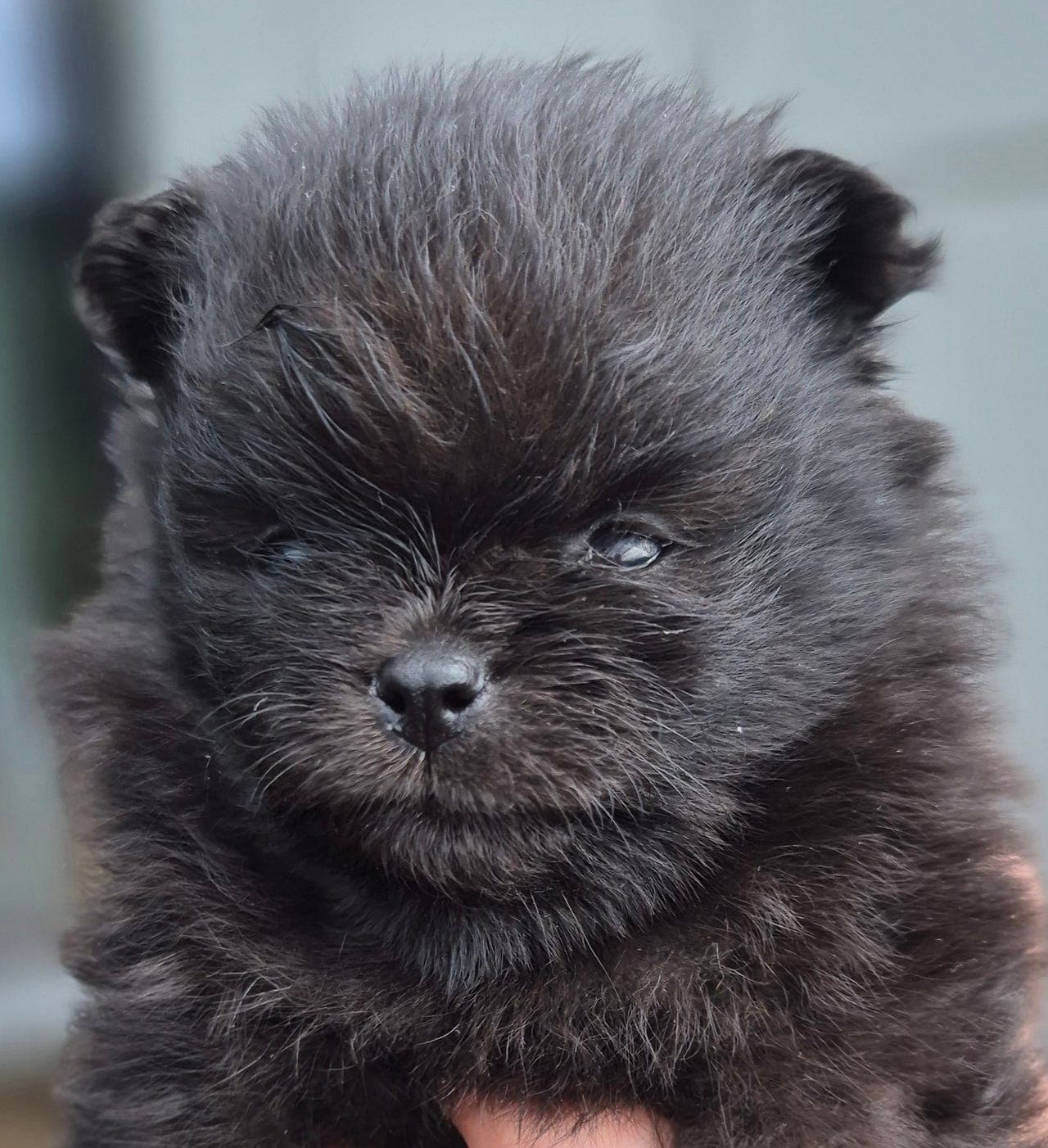 Nydelig nkk registrert pomeranian tilsalgs