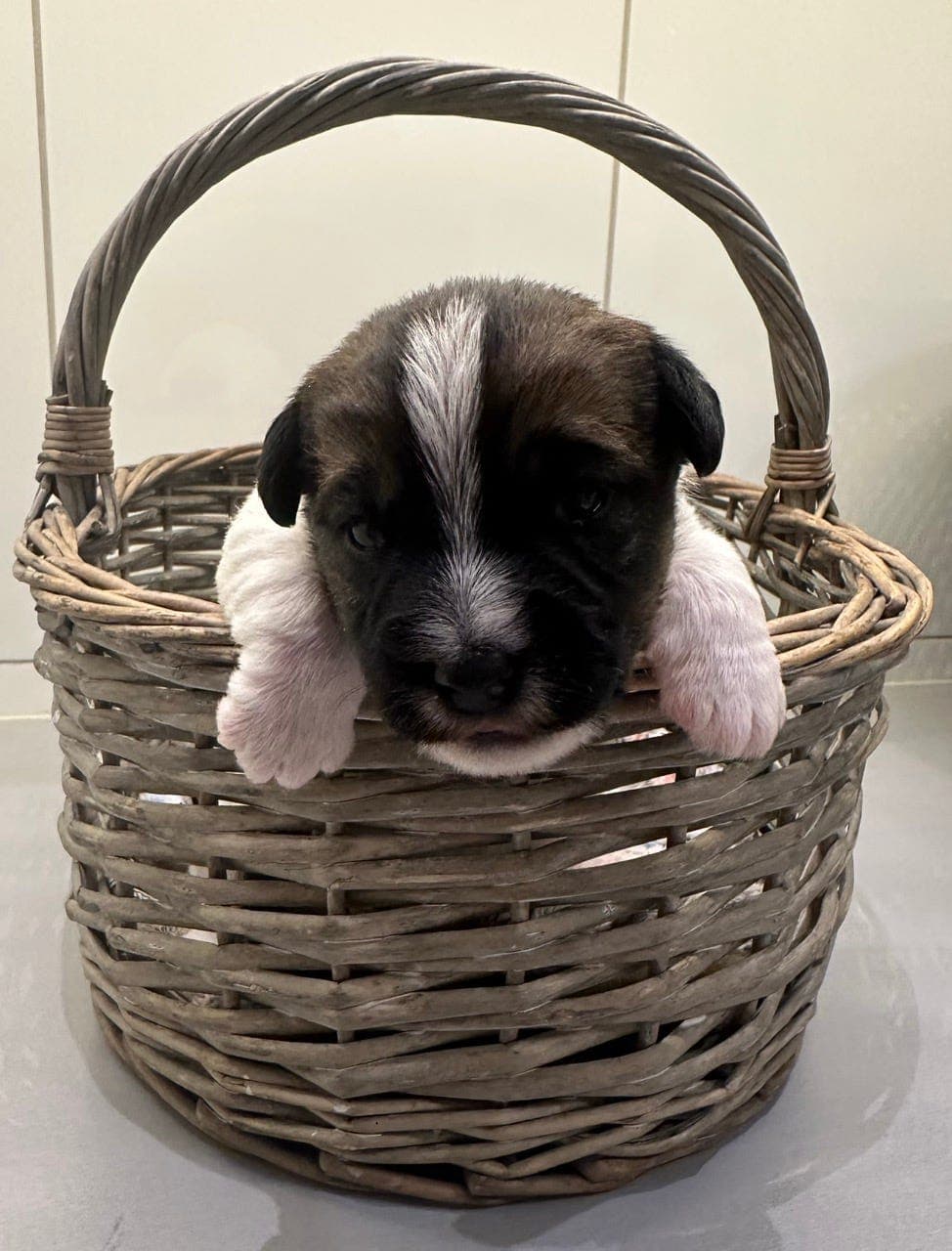 NKK reg Jack Russell Terrier hannvalp