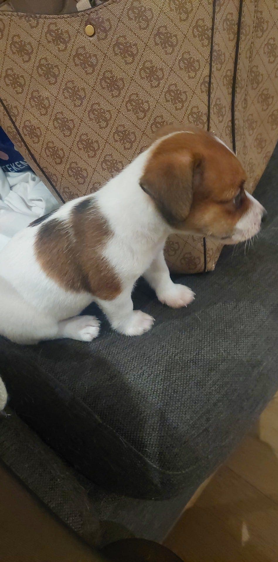 Jack Russell Terriere tispe selges!