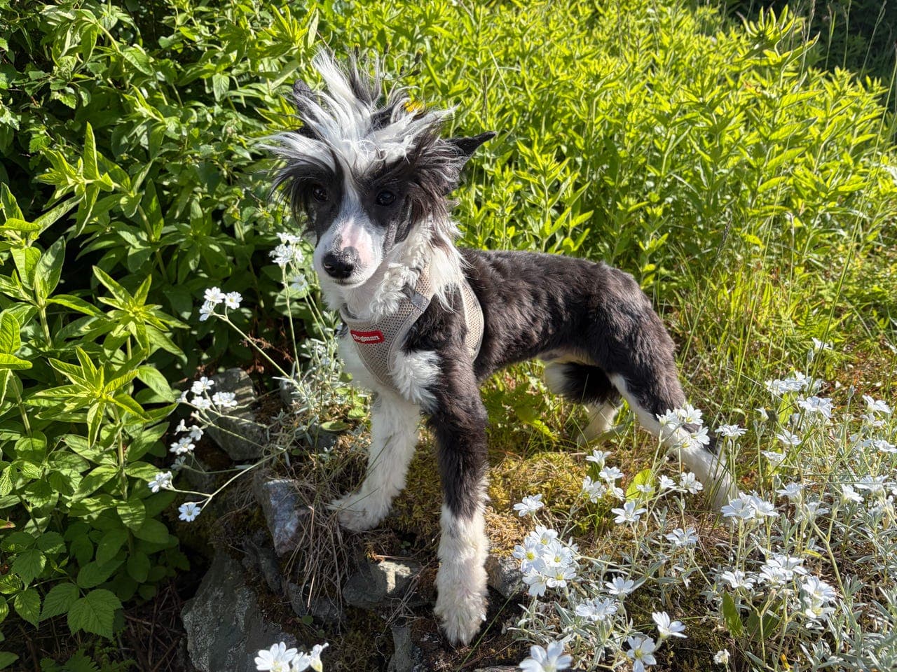 Chinese crested
