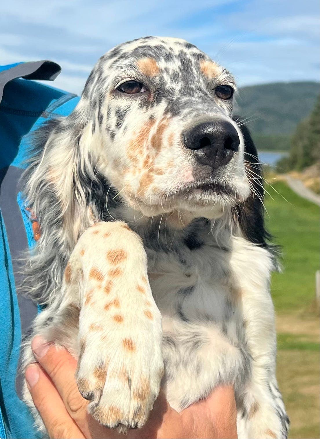 Flotte Engelsk setter valper !