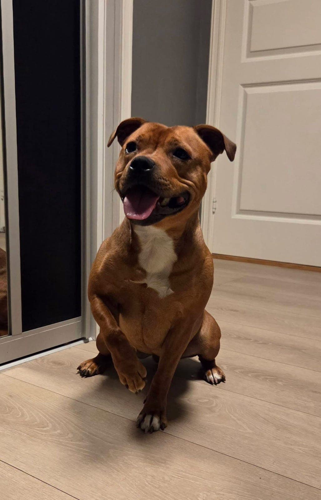 Staffordshire bull terrier valper født (brindel)