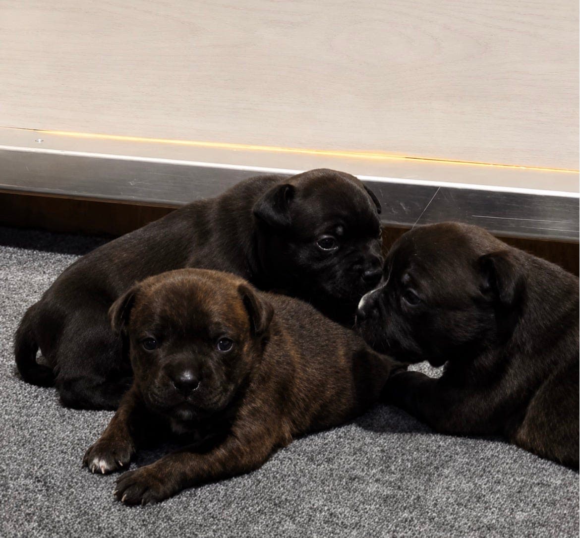Staffordshire bull terrier valper født tisper