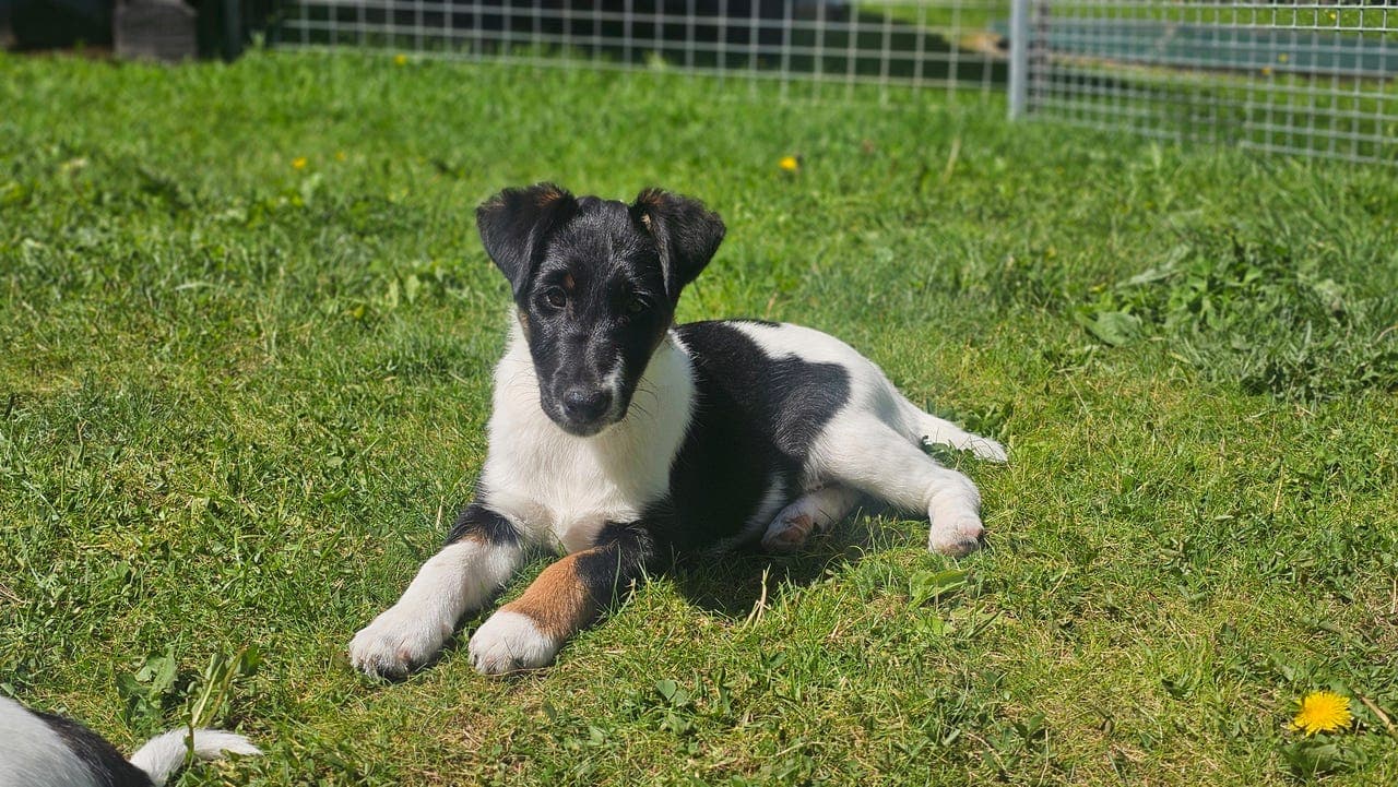 2 Glatthåret Fox Terrier valper - Leveringsklare