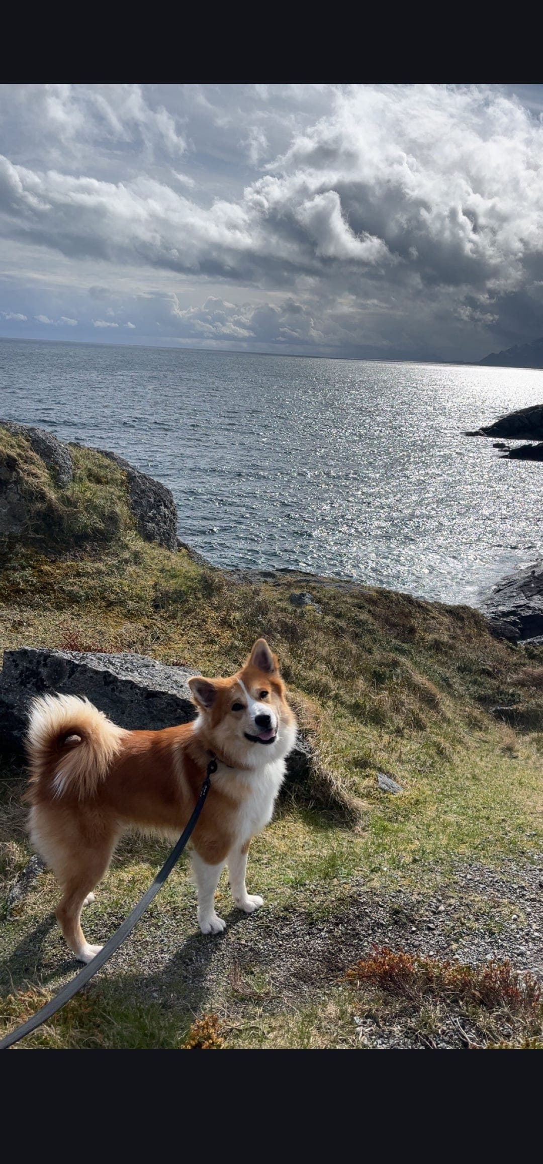 Omplassering av Islandsk Fårehund.