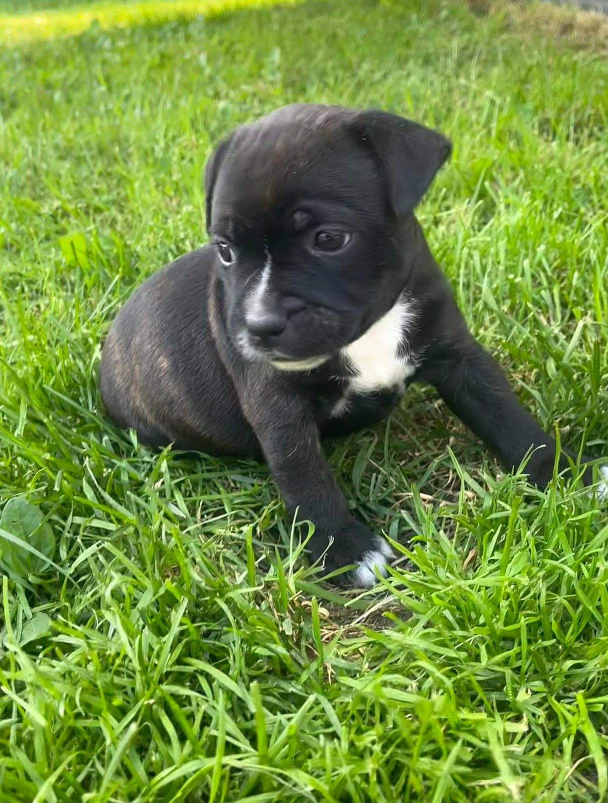 Staffordshire Bull Terrier valper selges - Renraset, NKK-registrert, helseattest