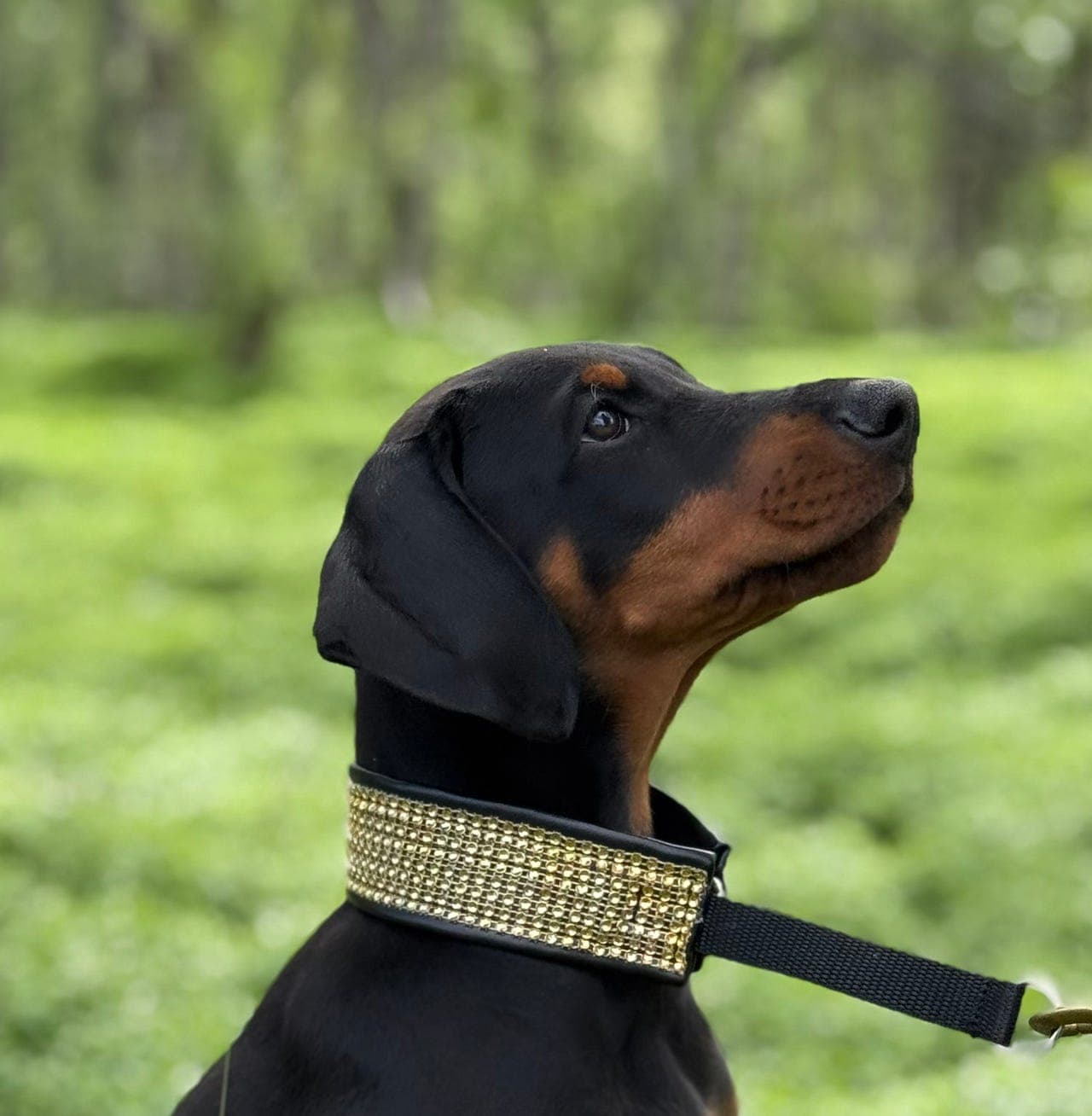 Dobermann valp