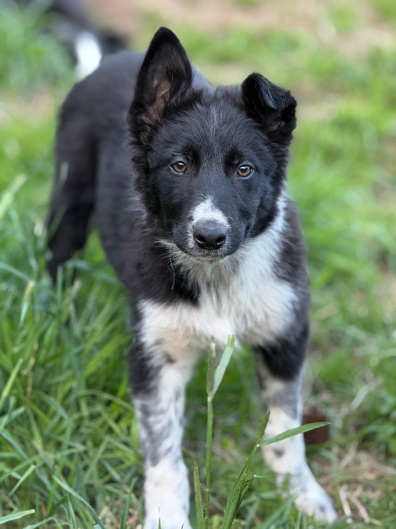 Border Collie 4mnd