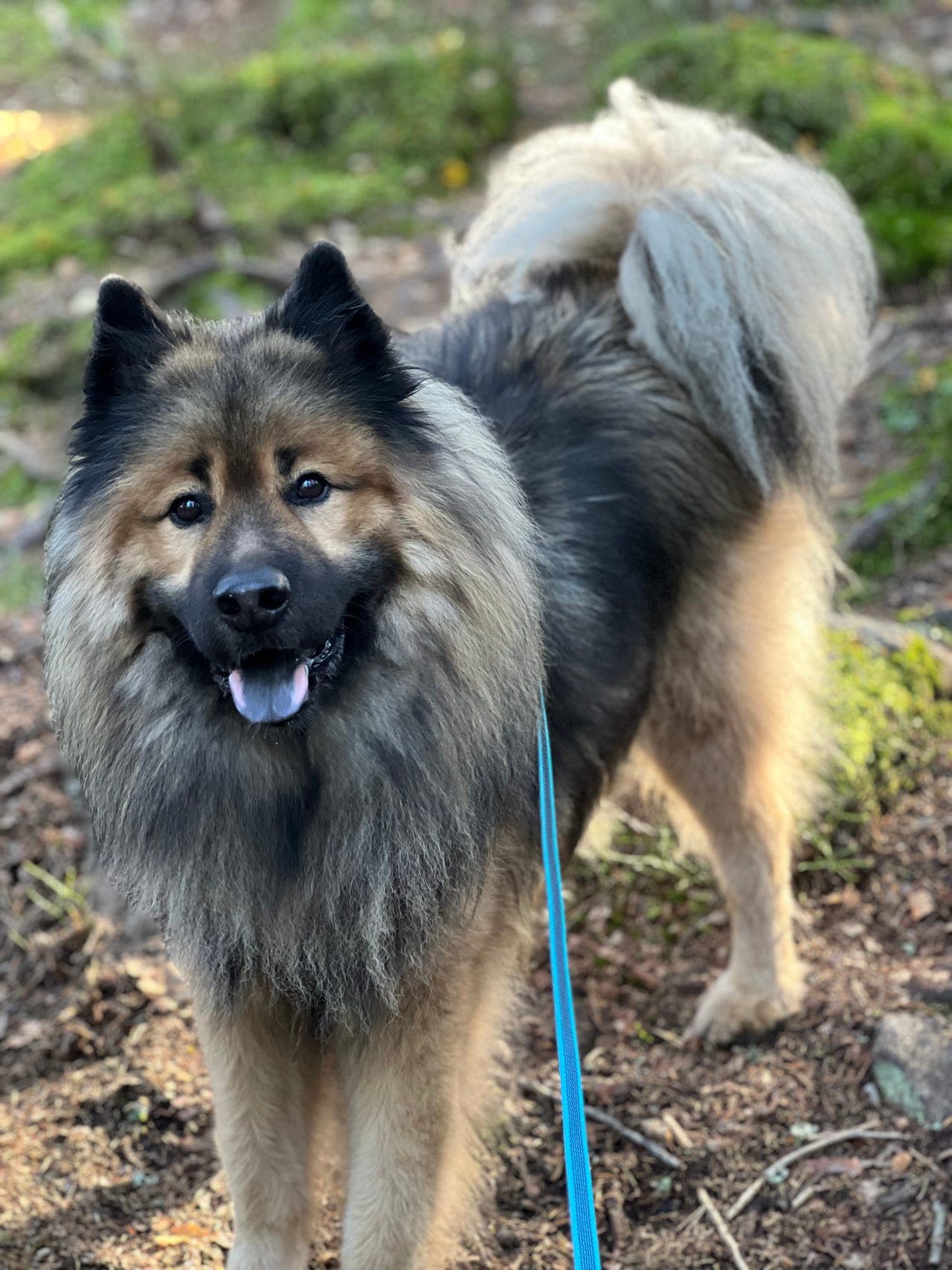 Dele hundehold? Rolig og voksen eurasier søker ekstrahjem