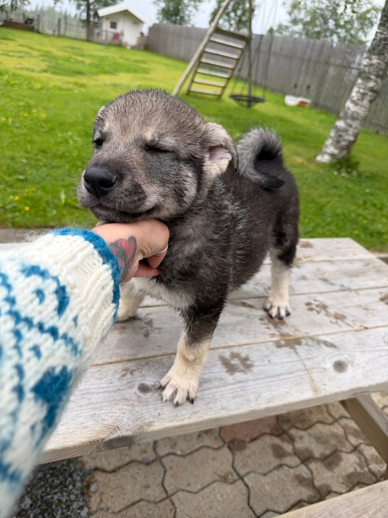 Jämthund valper