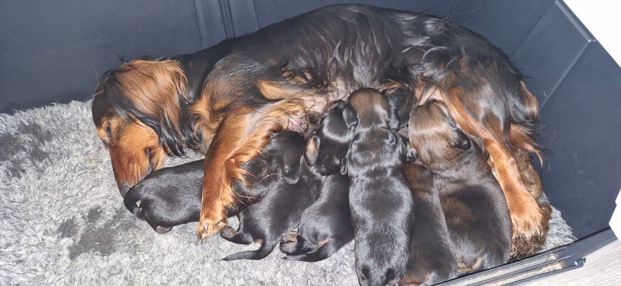 Meiardalen's kennel har ledige hvalper til salgs
