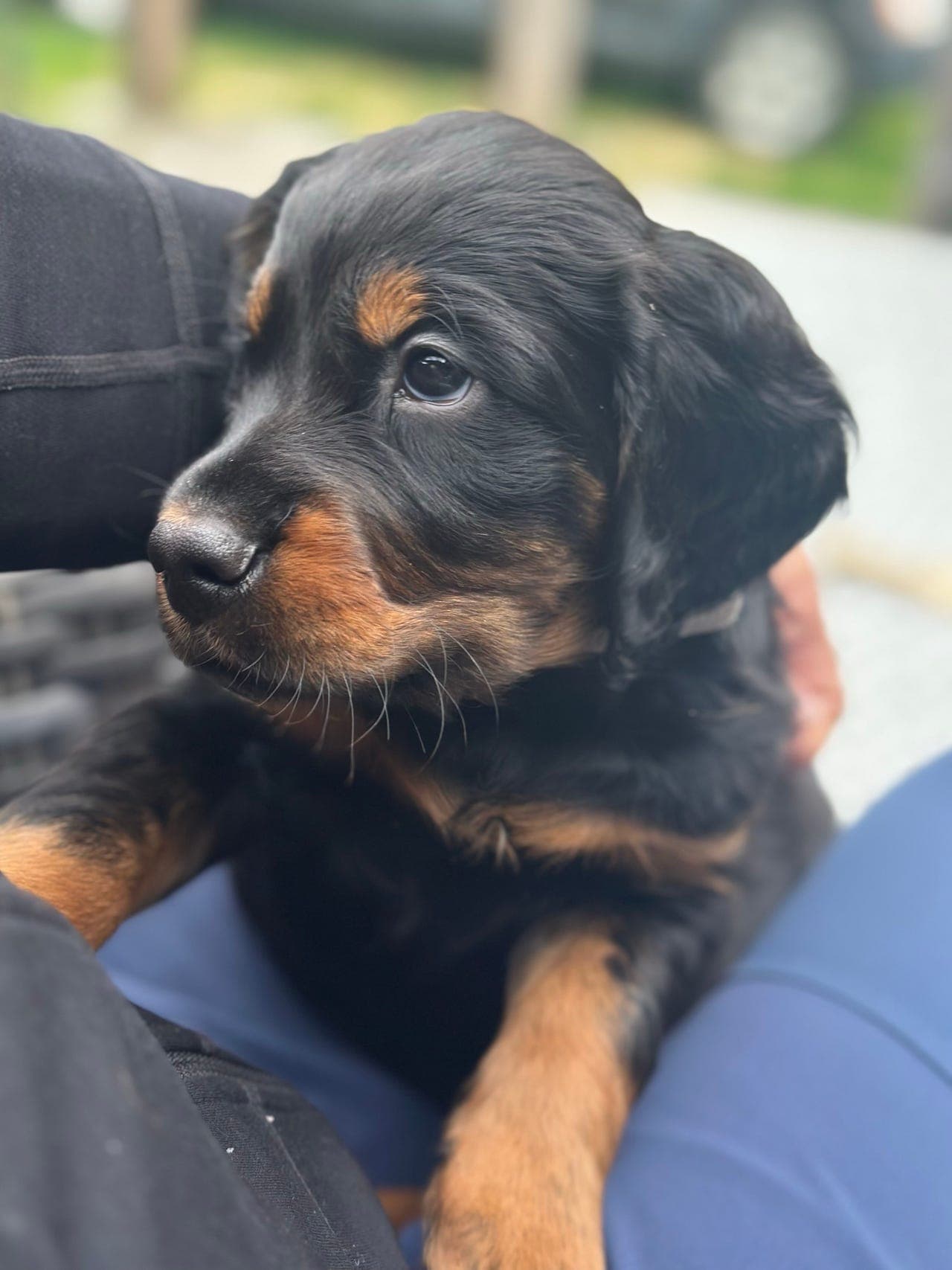 Gordon Setter hannvalp ledig