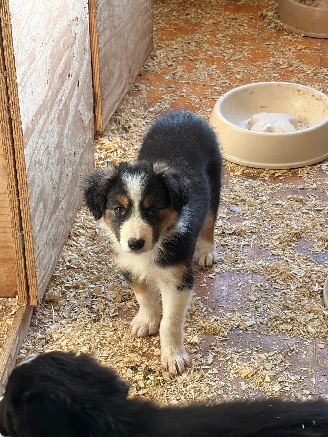 Border collie kvalper