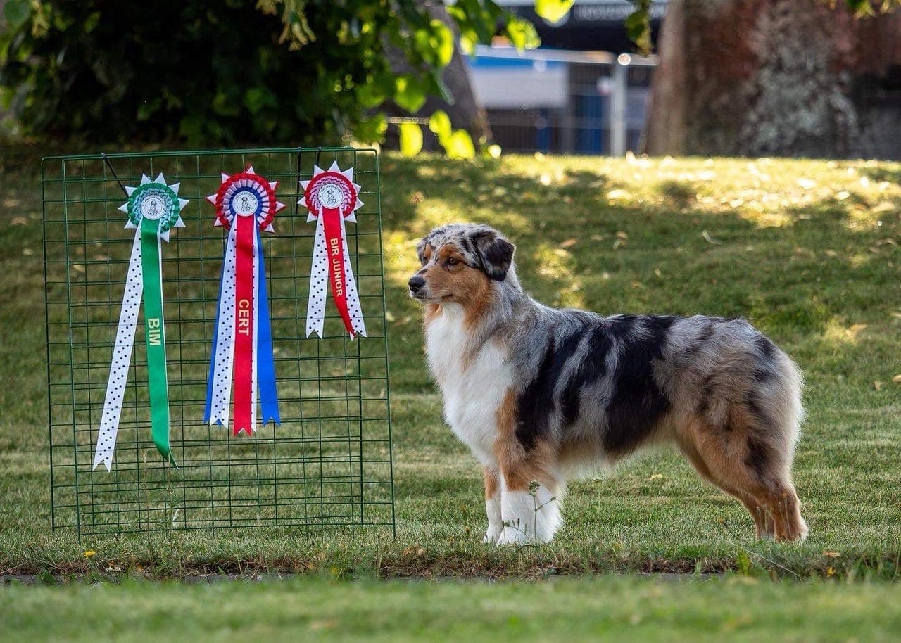 Australian Shepherd Tispe vuderes omplassert