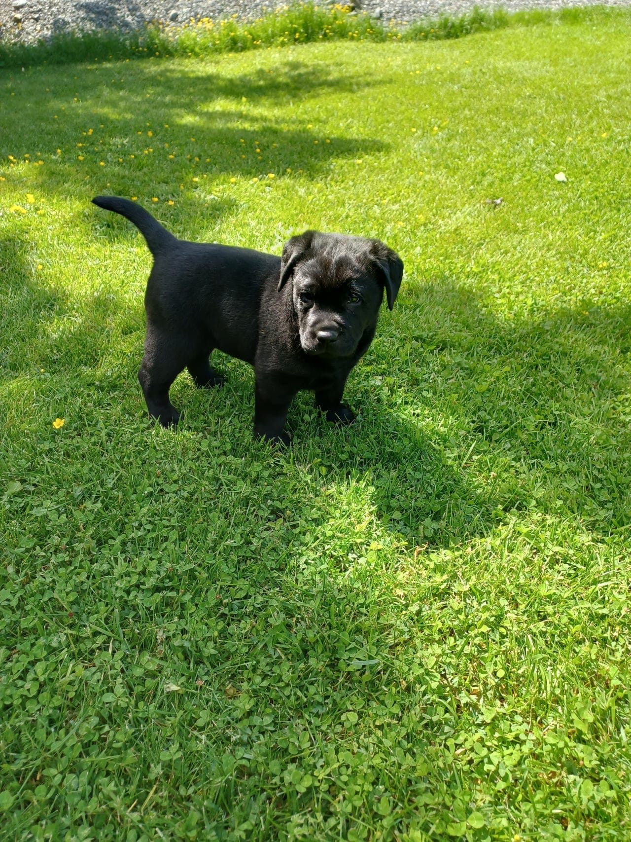 Labradorvalper