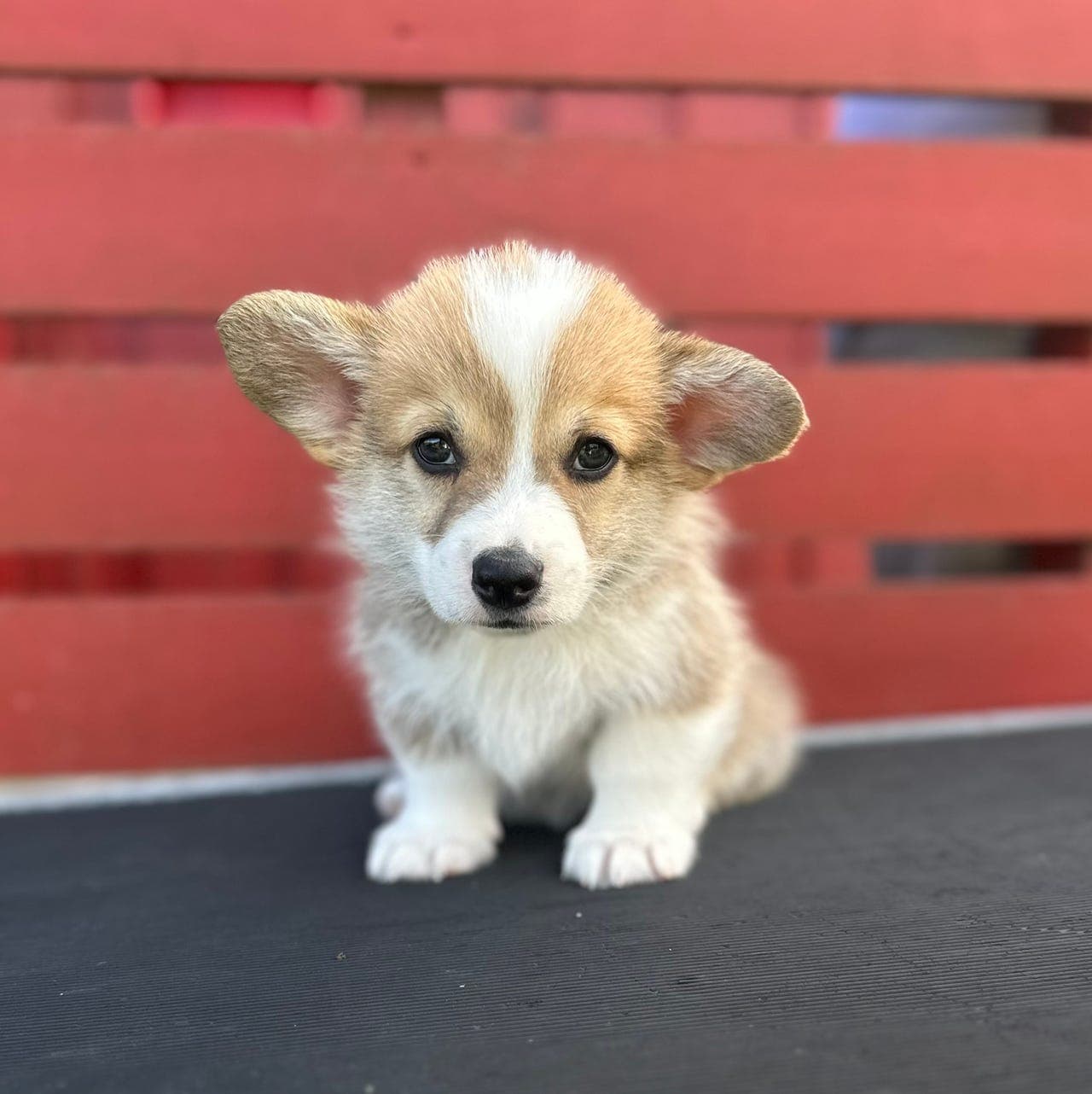 Welsh Corgi Pembroke valper