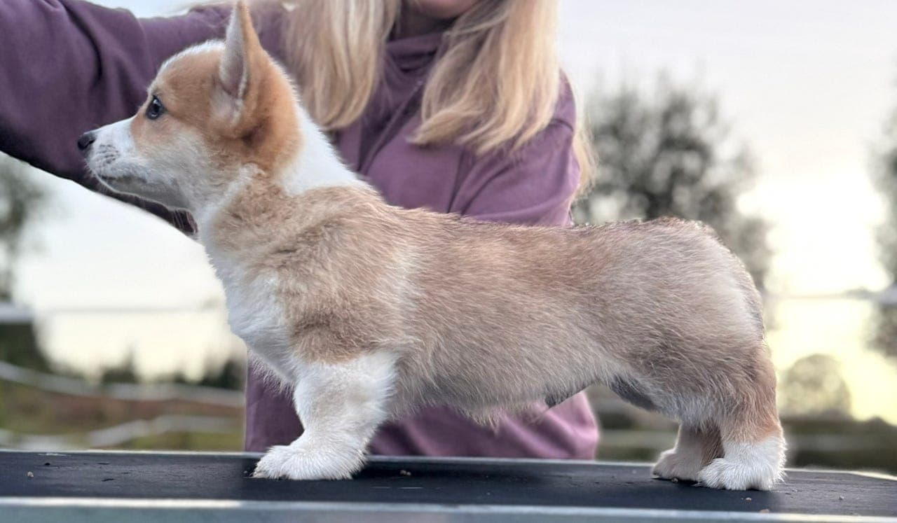 Welsh Corgi Pembroke valper