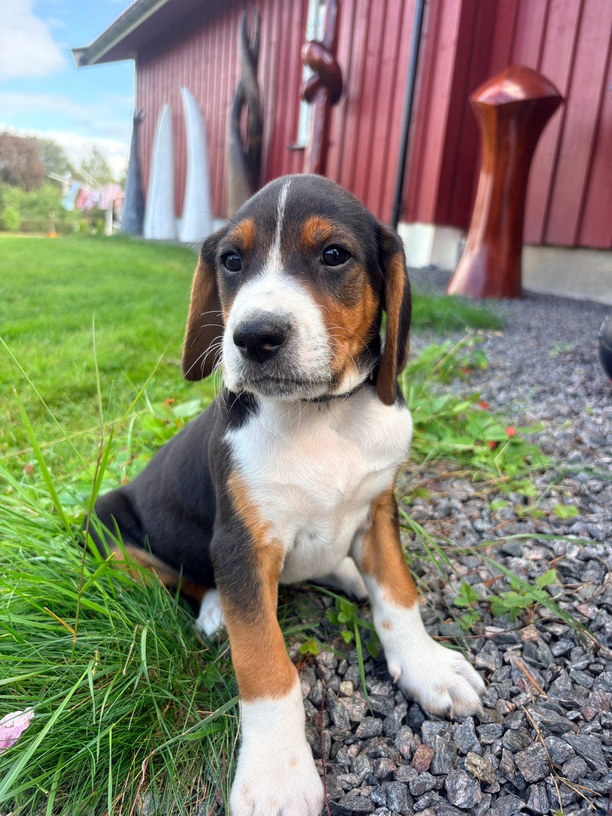 Finsk støver hannhund valp leveringsklar!