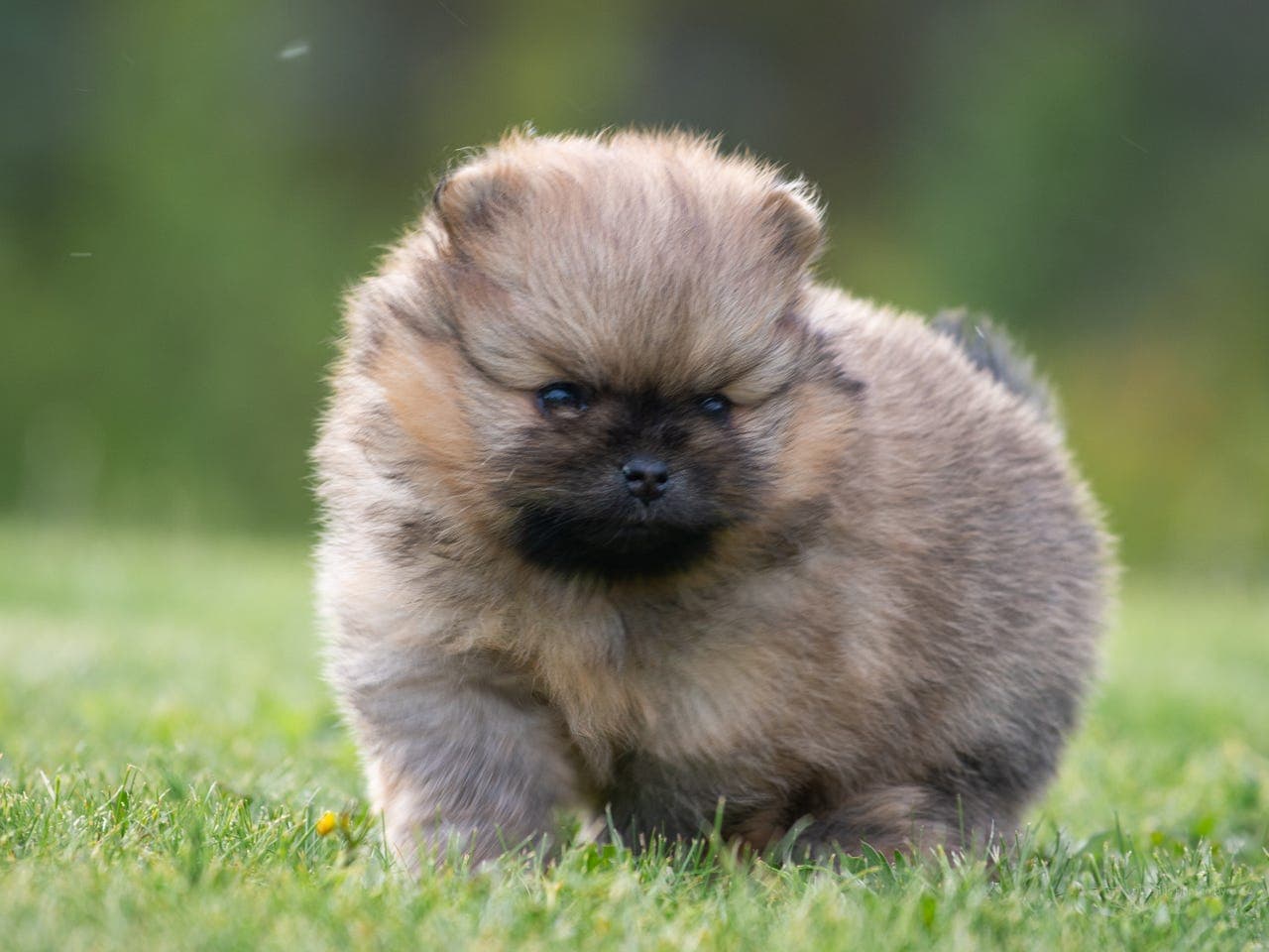 Pomeranian hannvalp - NKK registrert/stamtavle