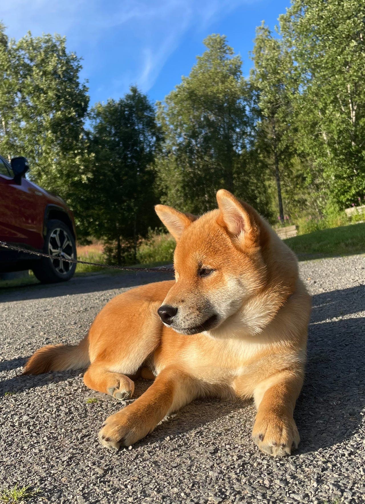 ✨Shiba hannvalp✨