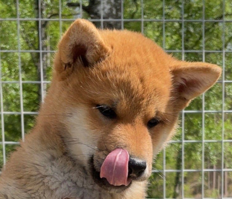 ✨Leveringsklar Shiba hannvalp✨