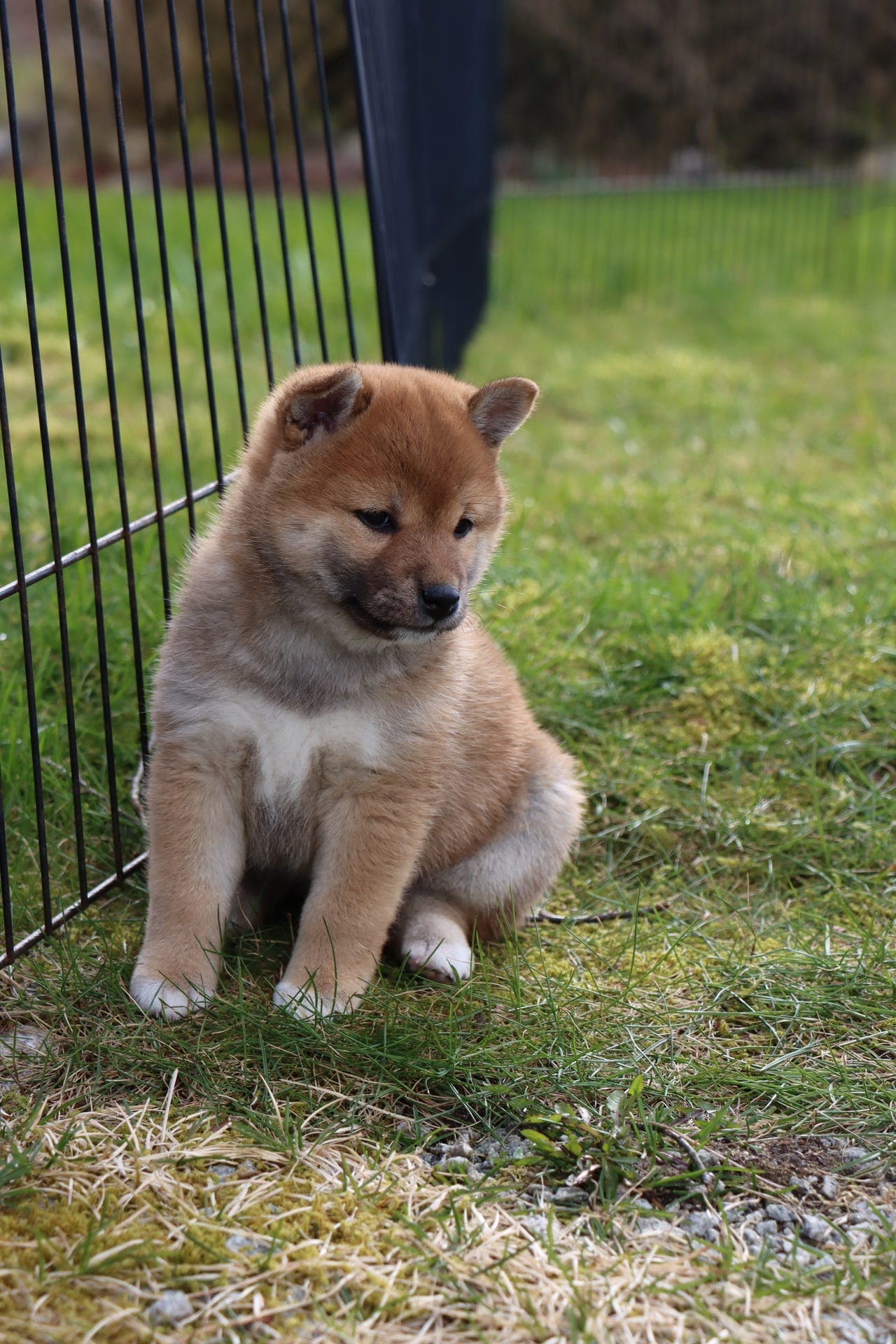 Planlagte Shiba kull hos Kennel Ølenskjold