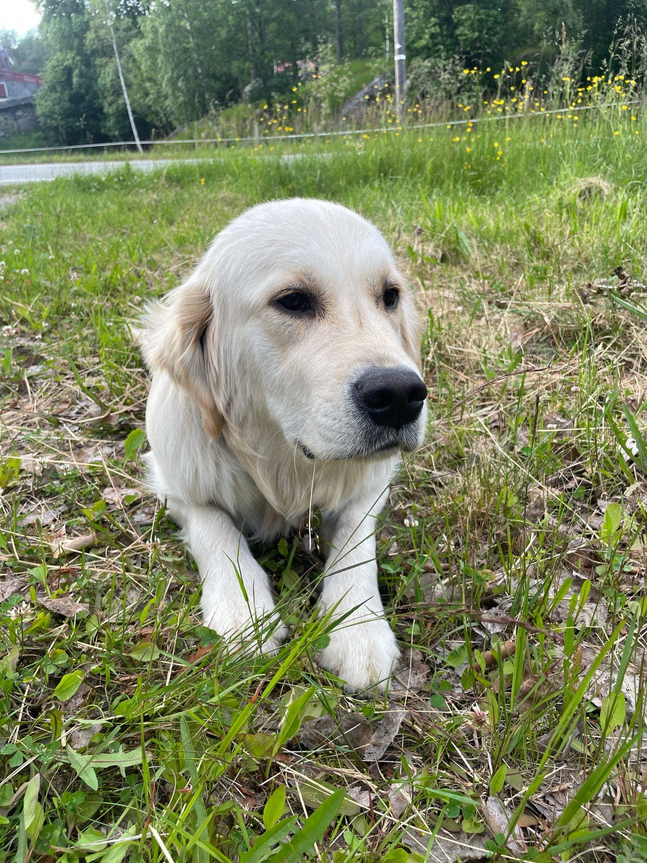 Golden Retriever