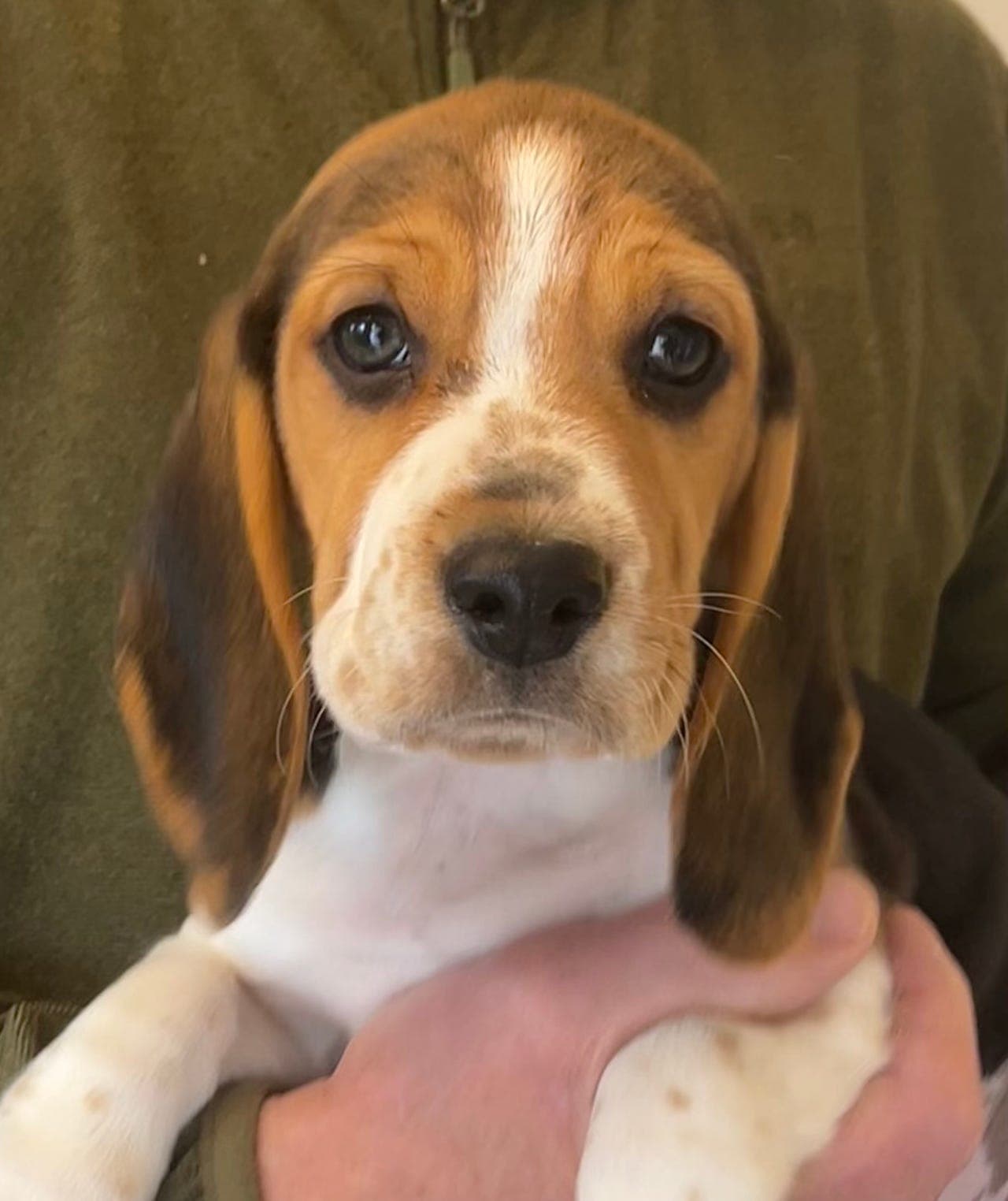 Beagle tispevalp født 9. mai!