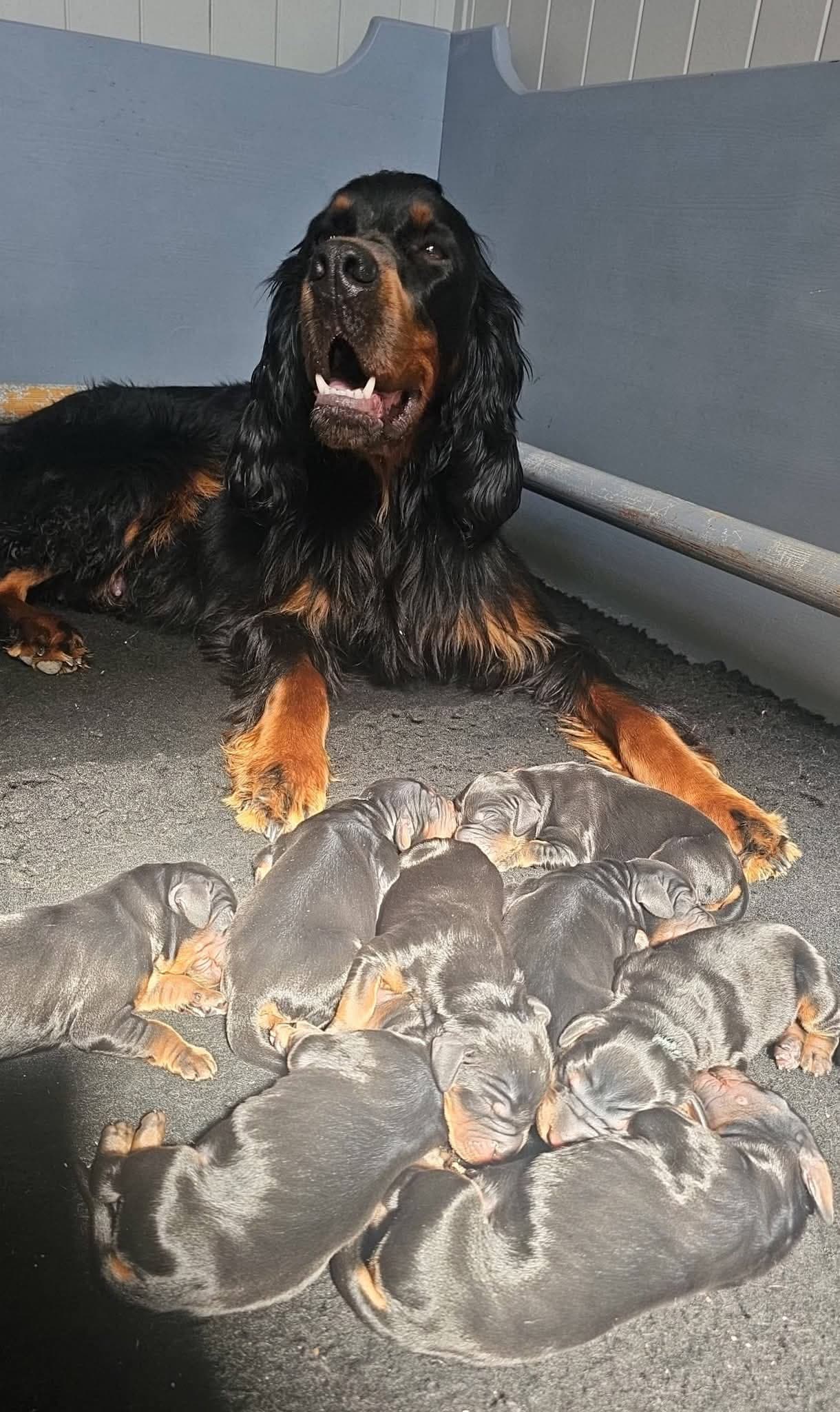 Gordon Setter valper