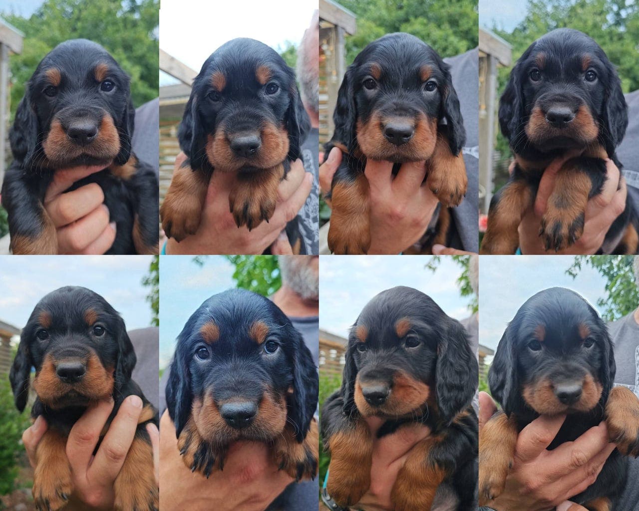 Gordon Setter valper