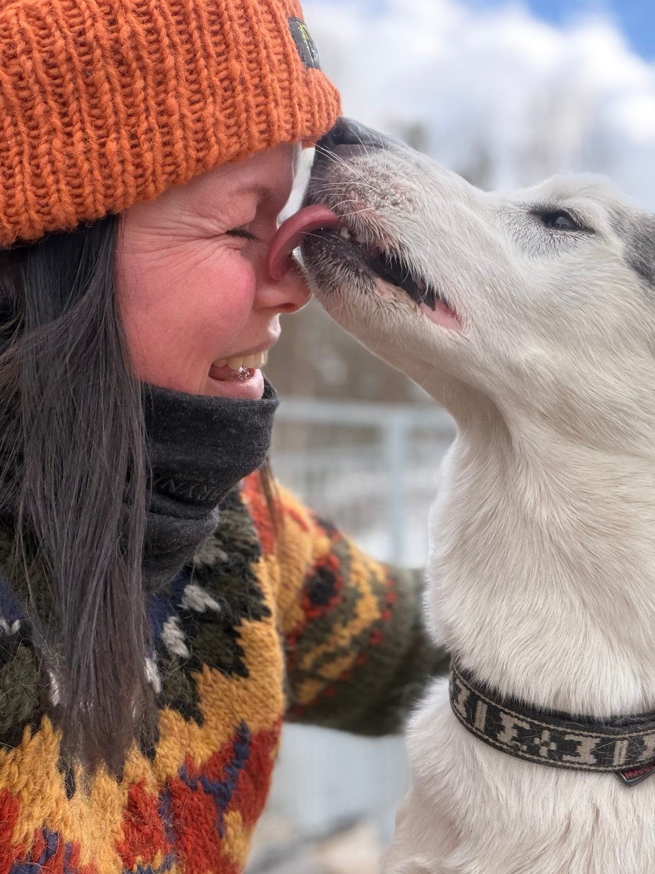 Søker utlån/forvert til to siberian husky tisper!