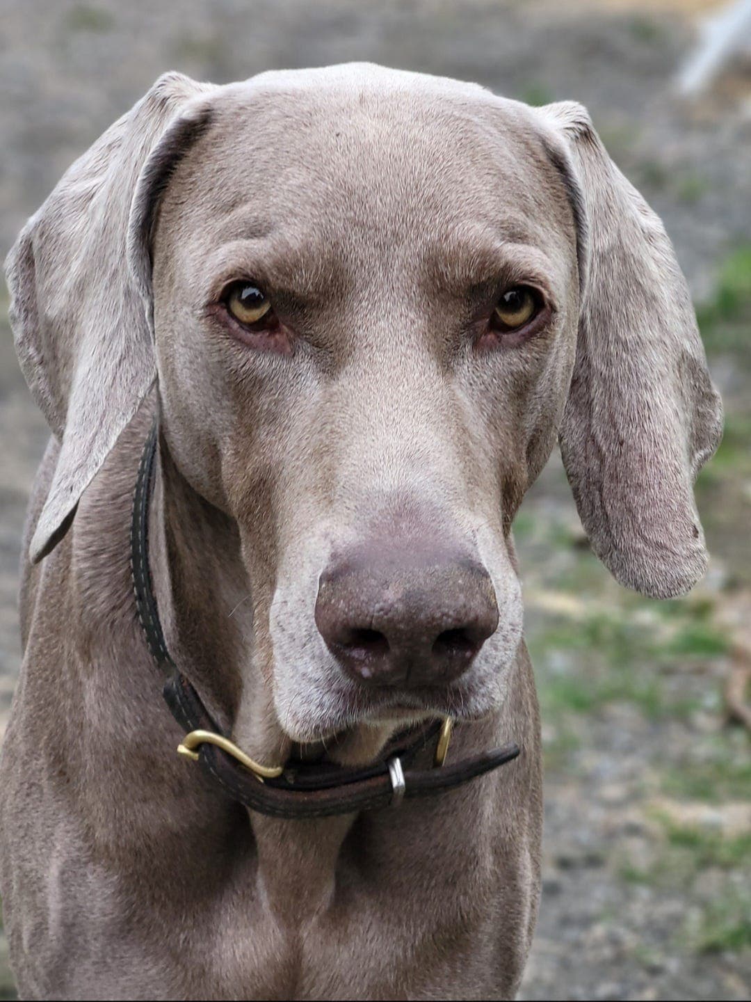 Weimaraner