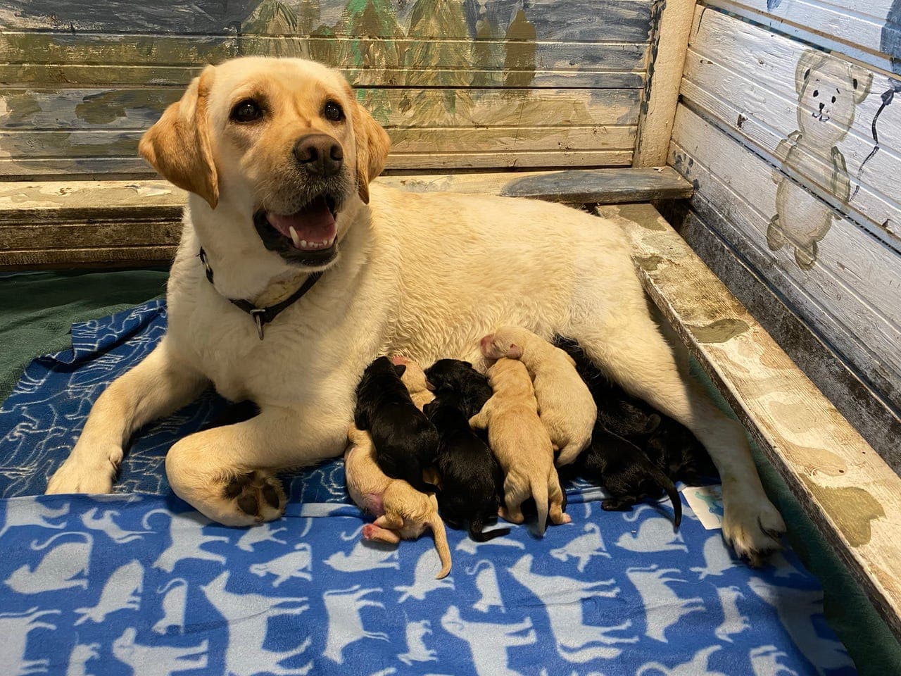 Labrador retriever valper, NKK registrert