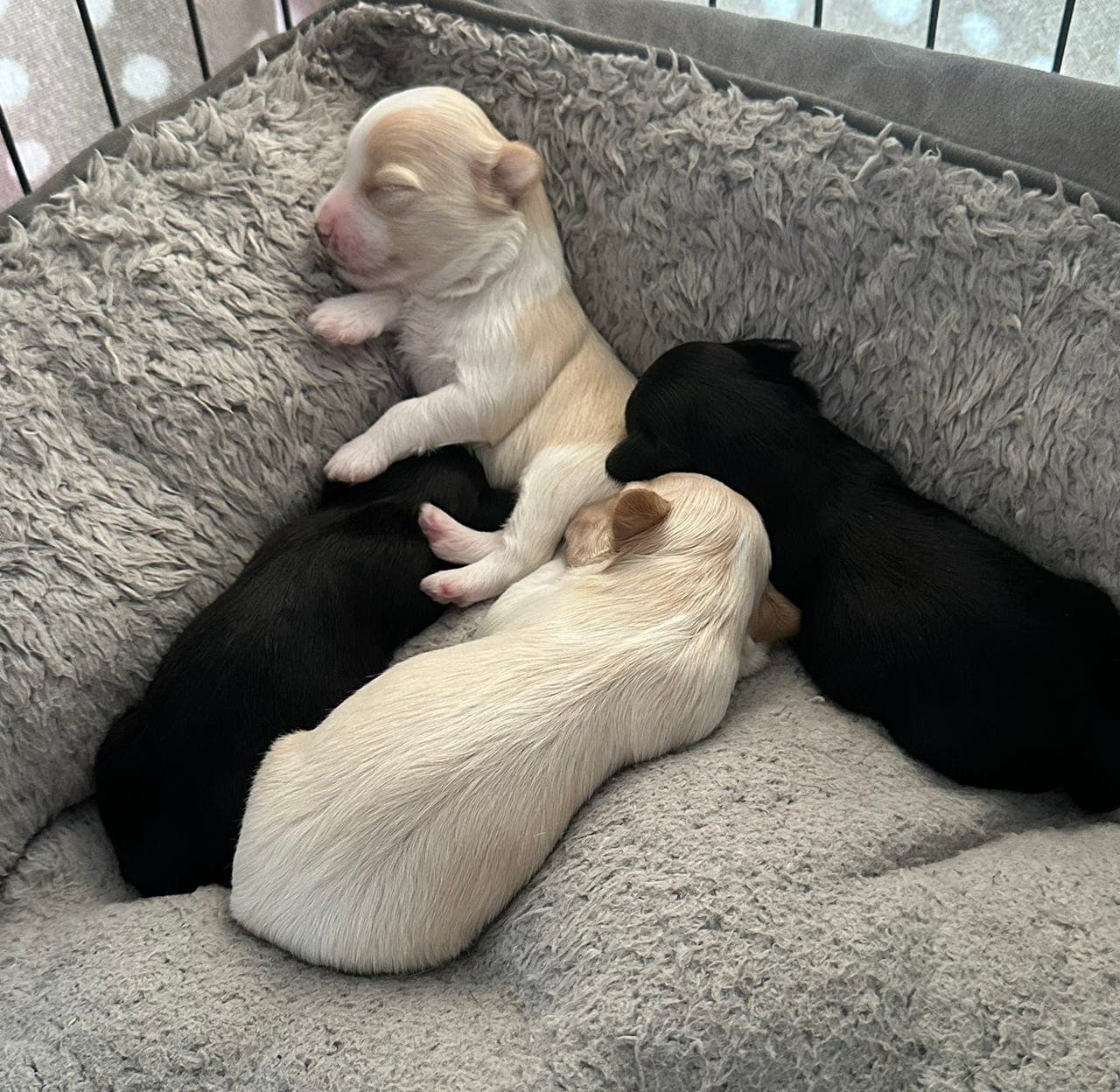 Bichon Havanais valper