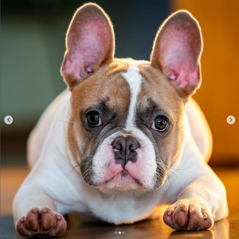 Fransk bulldog søker erfaren deleier