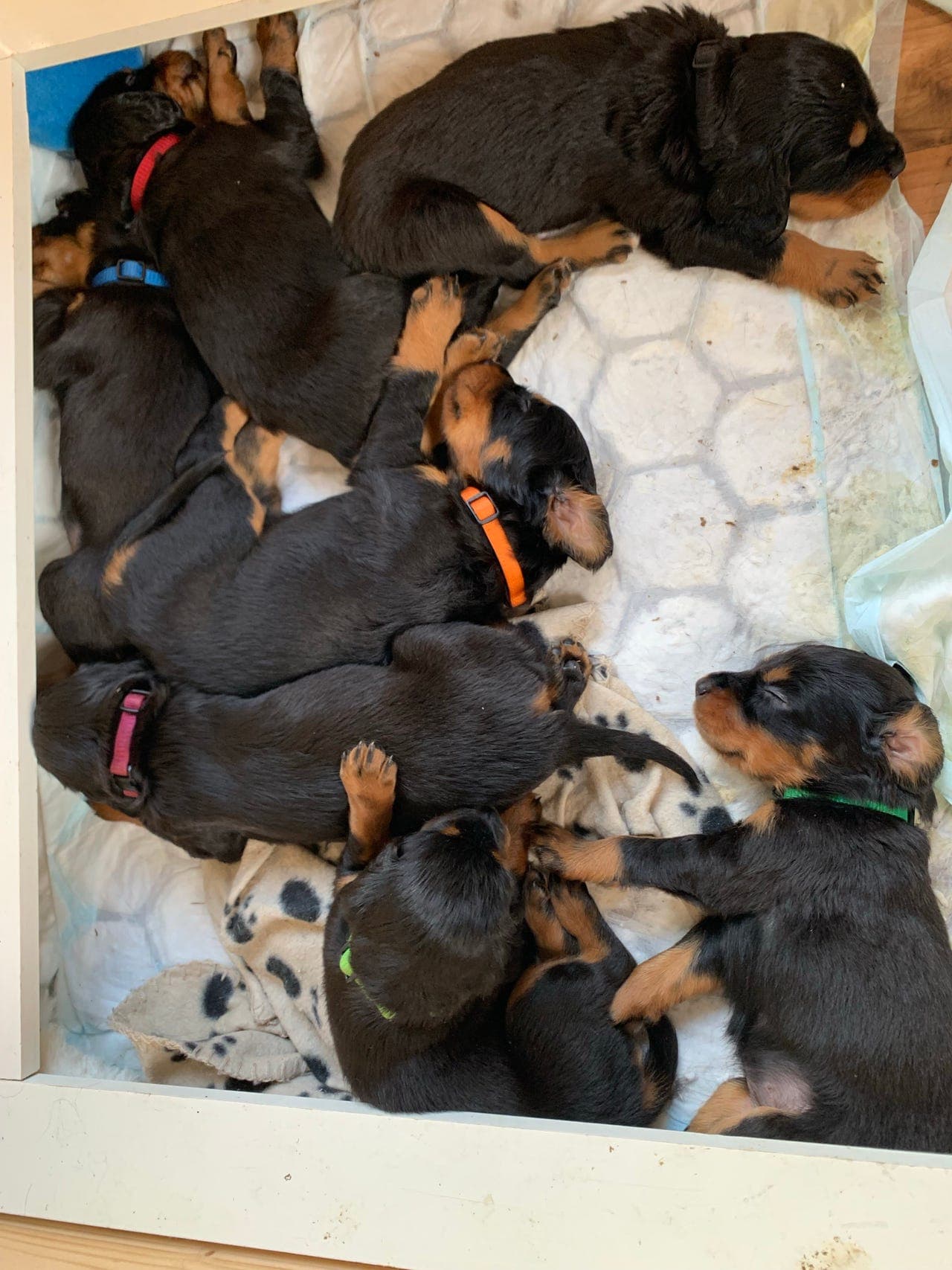 Gordonsetter valper