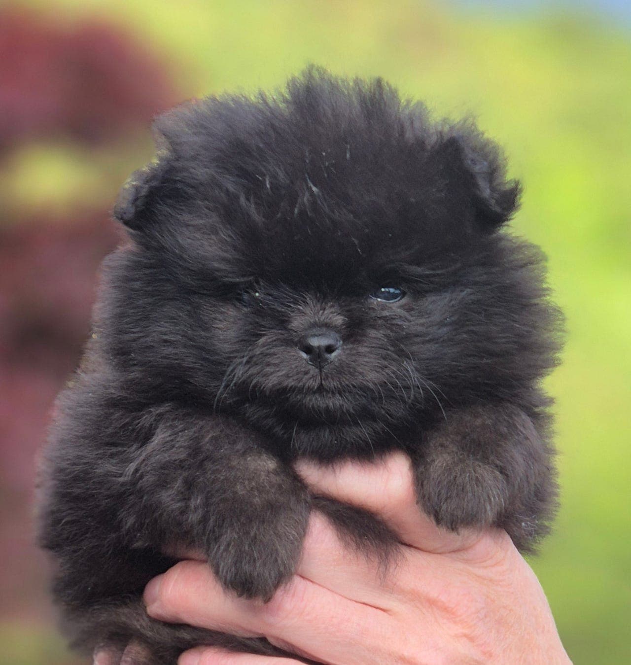 Fantastisk nkk registrert pomeranian jente tilsalgs